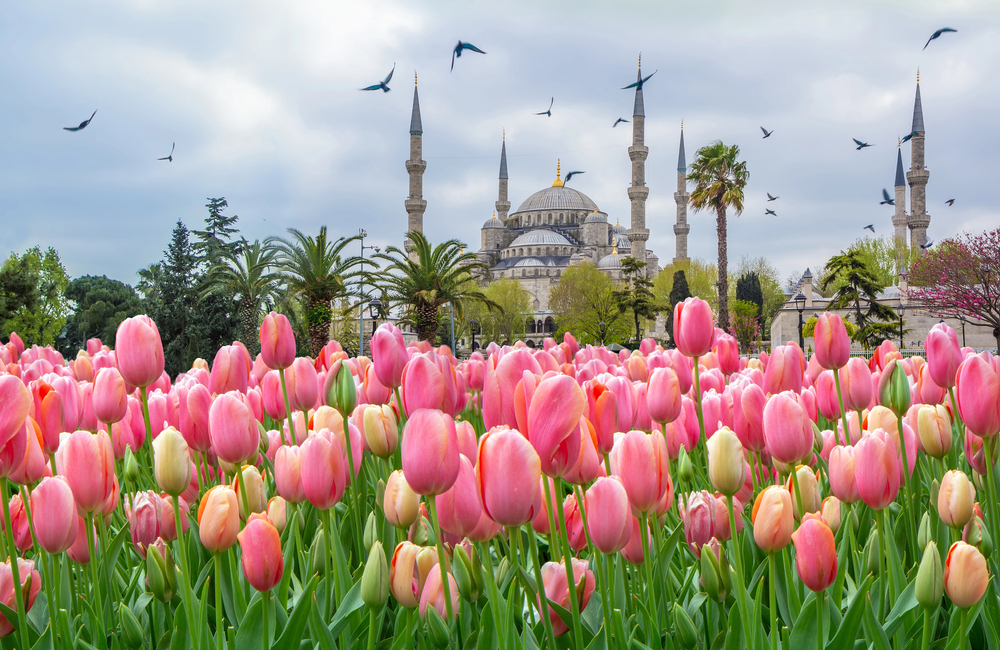 Explore Istanbul Blue Mosque Today